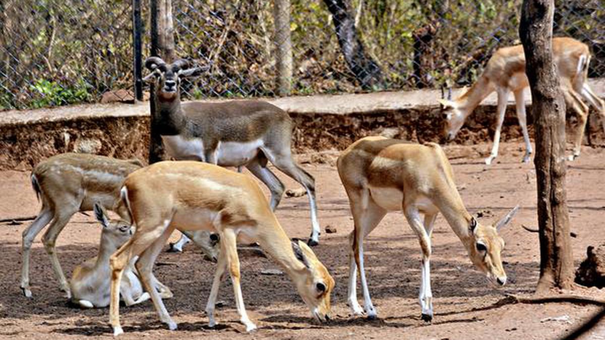 providing-nutritional-food-to-zoo-animals-is-govt-s-responsibility