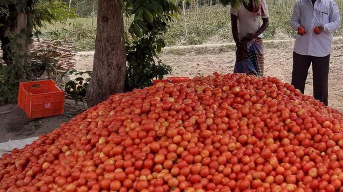 As price soars, tomato-laden truck hijacked in Karnataka