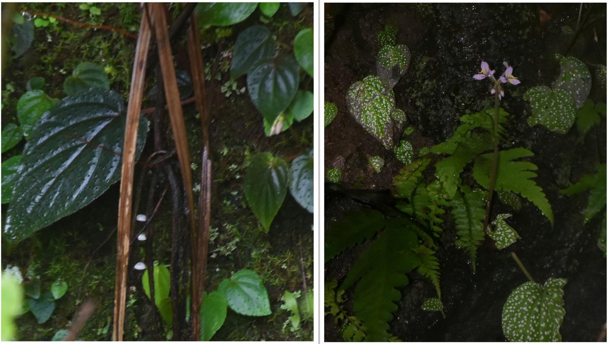 Botanists from Davangere discover three new plant species; another reported  for the first time in Karnataka - The Hindu