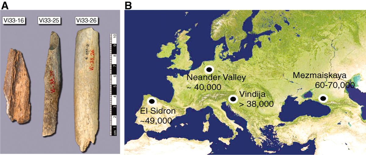 A. The three bones from Vindija from which Neandertal DNA was sequenced. B. Map showing the four archaeological sites from which bones were used and their approximate dates (years B.P.)