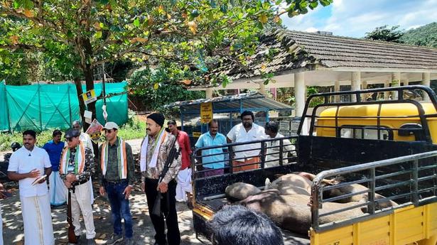 Culling of wild boars begins at Kodenchery