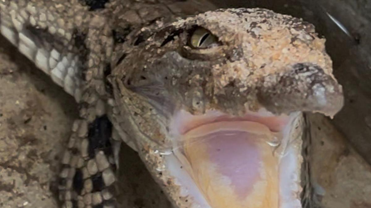 Two marsh crocodiles born in Thiruvananthapuram zoo