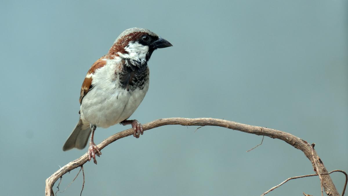 Survey reveals declining sparrow population in Thiruvananthapuram, suburbs