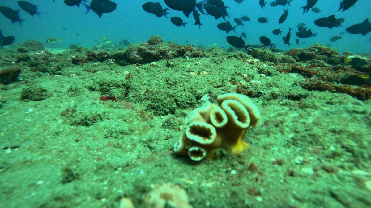 Coral patches on reef off Thiruvananthapuram coast point to need for proper seabed biodiversity survey