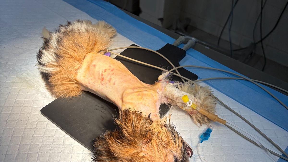 Complex corrective surgery performed on Shih Tzu puppy in Thiruvananthapuram