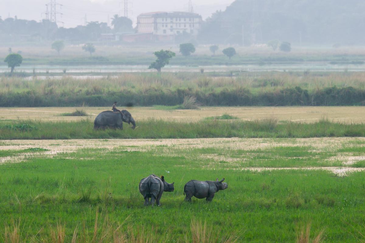 the Pobitora Wildlife Sanctuary at Mayong, which comes under the Morigaon and Kamrup (metro) districts of Assam and is known for holding the highest density of Greater One-Horned Rhinoceros in the country, is home to 107 rhinos and a kumki elephant force comprising 15 rescued elephants