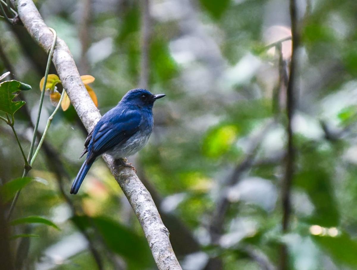 White-bellied blue flycatcher