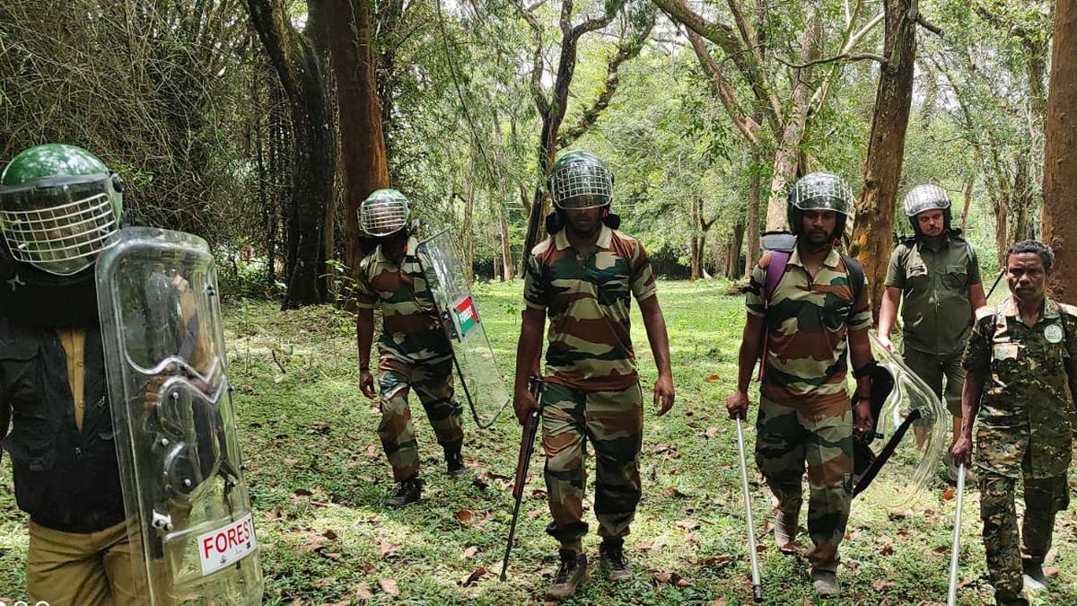 Combing operation for elusive tiger in Wayanad proves futile