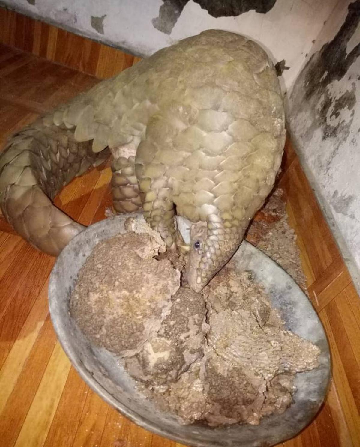 A pangolin rescued from wildlife traffickers. 