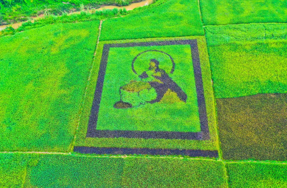 Creative expressions on paddy field