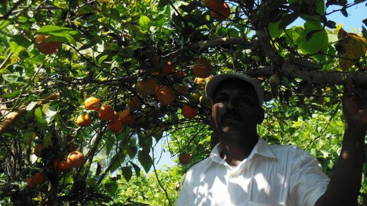 Maryur orange trees thick with fruits - The Hindu
