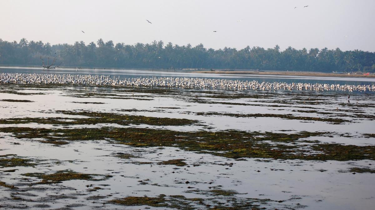 Waste dumping, mangrove proliferation in Kadalundi a threat to migratory birds