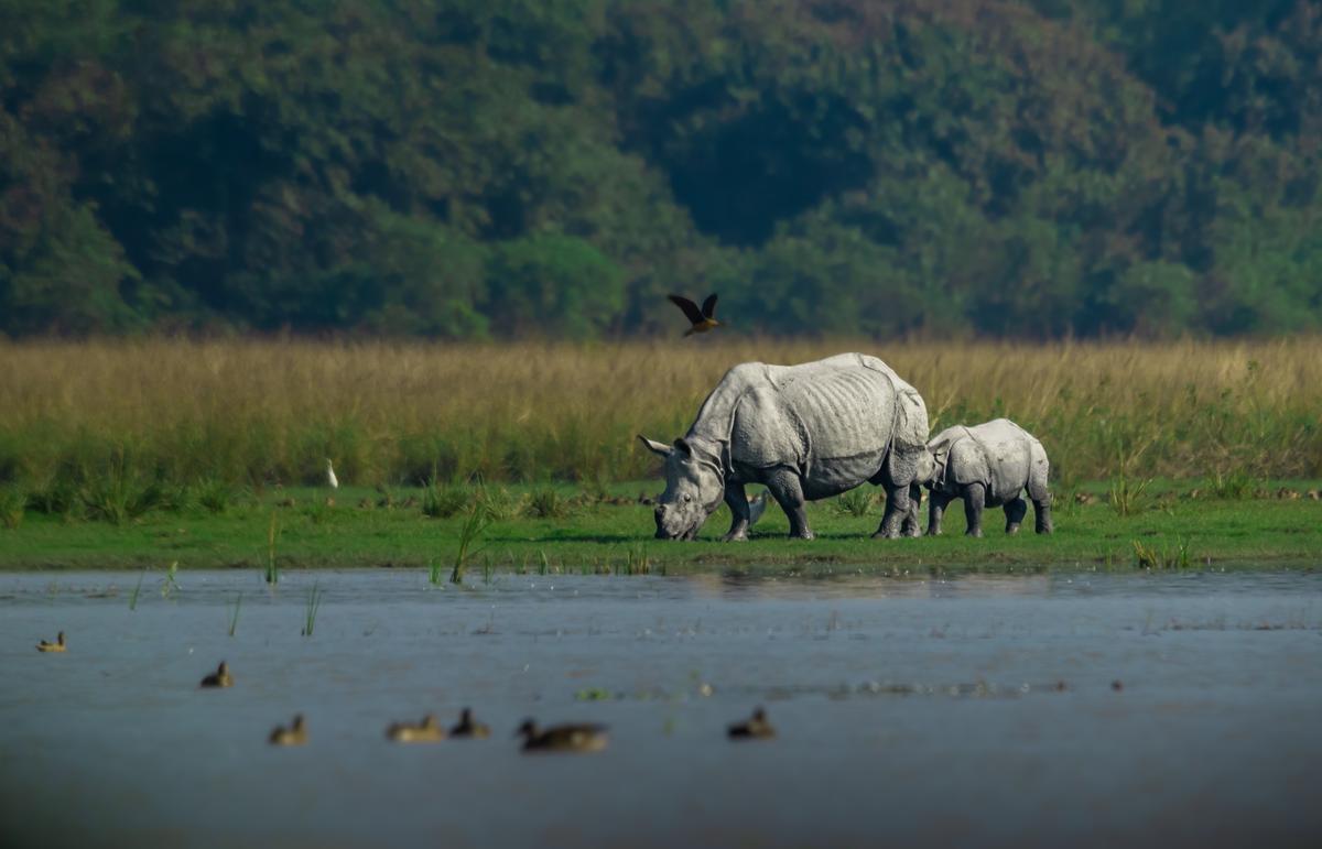 The Pobitora Wildlife Sanctuary at Mayong, which comes under the Morigaon and Kamrup (metro) districts of Assam and is known for holding the highest density of Greater One-Horned Rhinoceros in the country, is home to 107 rhinos and a kumki elephant force comprising 15 rescued elephants