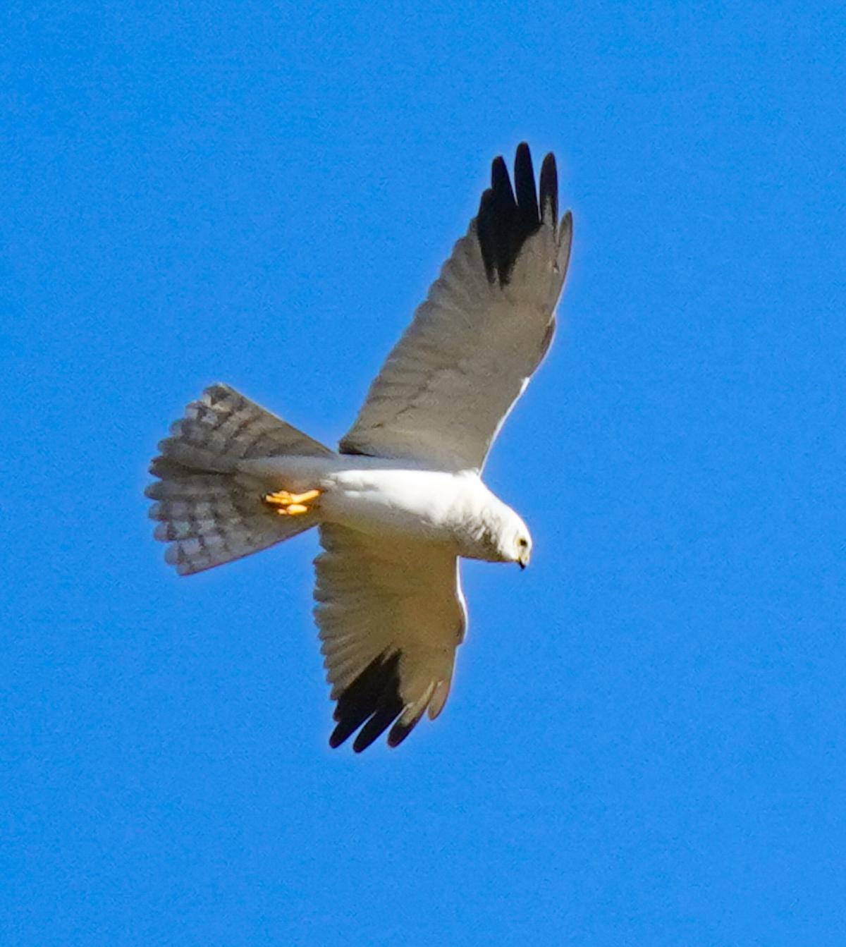 Pallid harrier