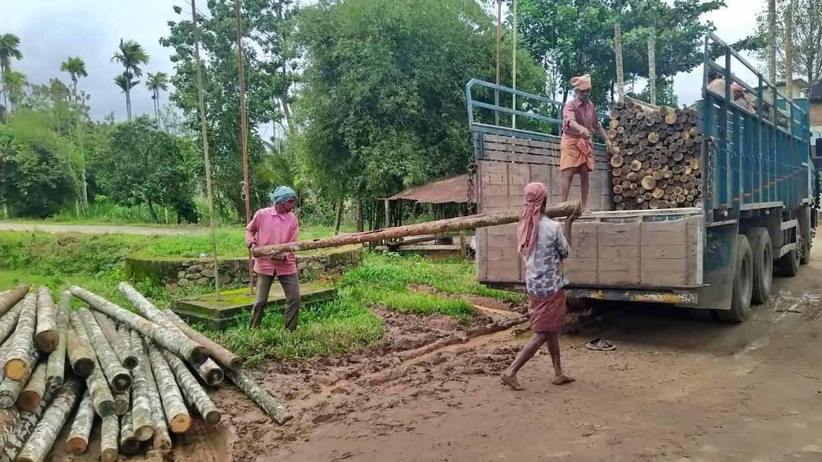 Climate change, diseases sound death knell for areca cultivation in Wayanad