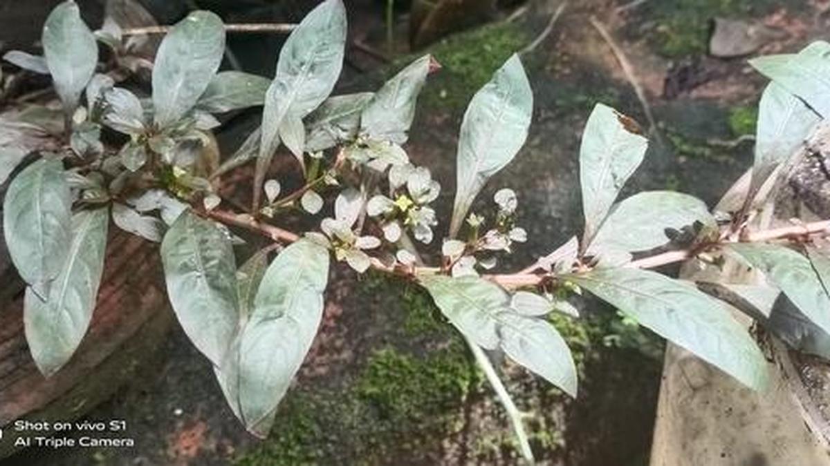 Rare aquatic plant found in north Kerala The Hindu