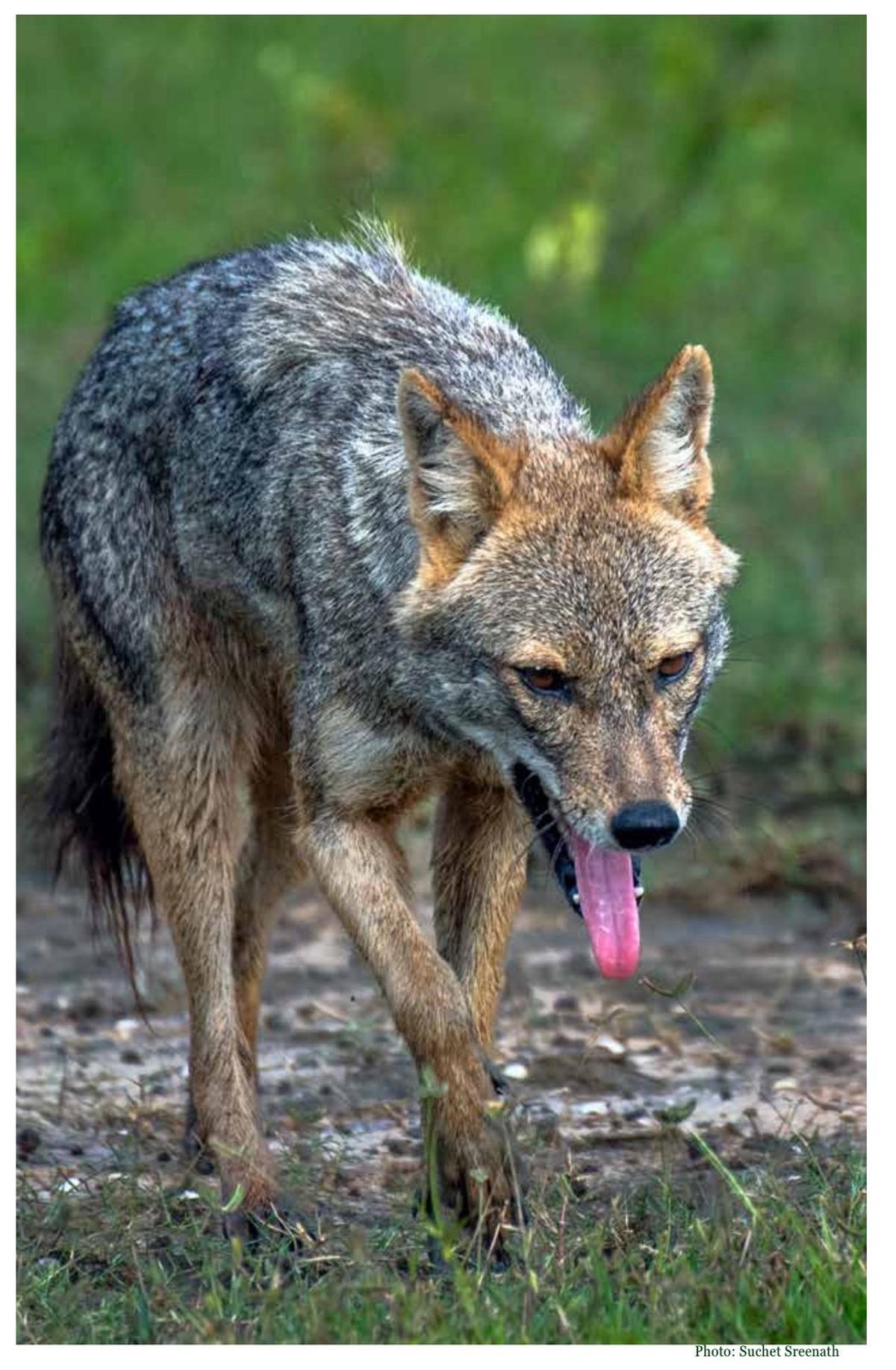 Golden Jackal