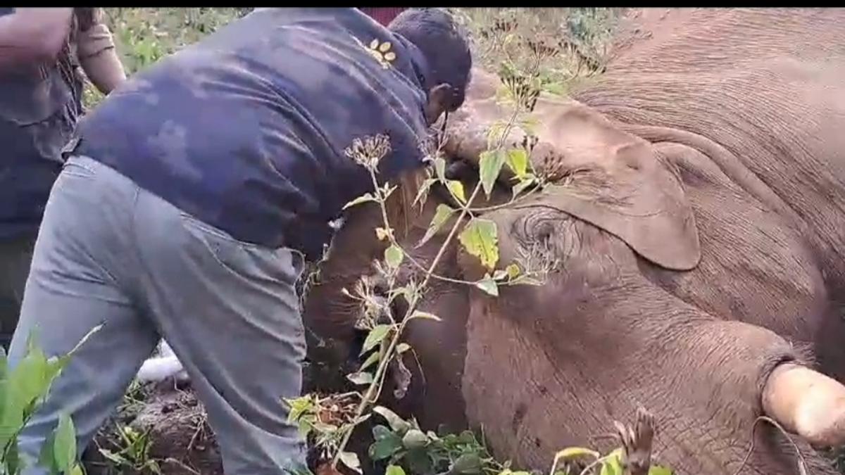 Injured jumbo at Athirappilly in Kerala tranquillised, moved to camp in elephant ambulance 