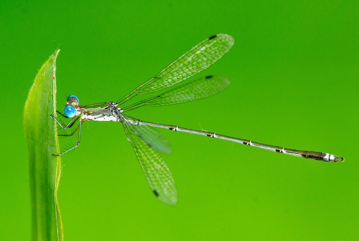 Asian Emerald Spreadwing (Lestes elatus)