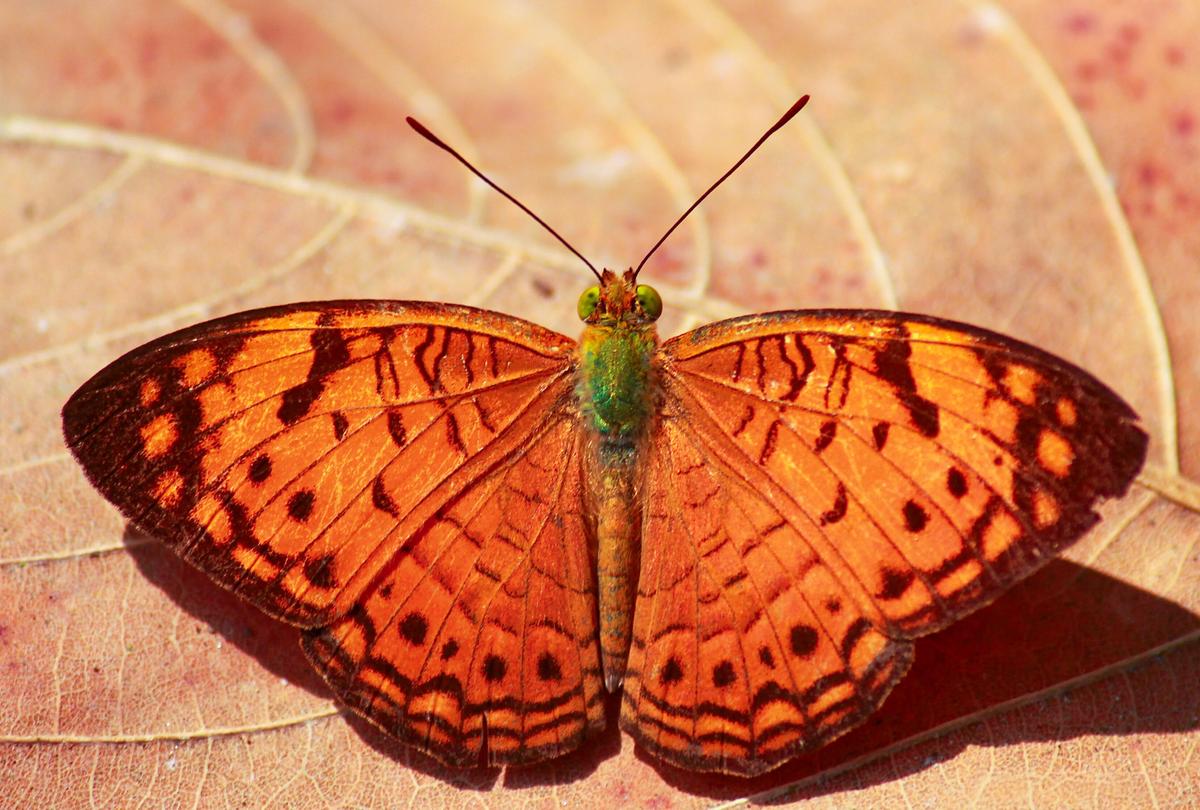 Sahyadri pequeno leopardo Sahyadri pequeno leopardo