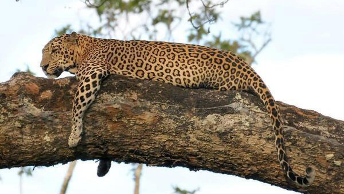 650 leopards in Kerala’s tiger reserves - The Hindu