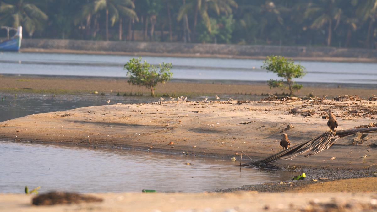 Shrinking mudflat ecosystem of Kerala’s Kadalundi keeps shorebirds away