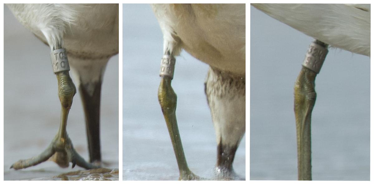 The ring that established the Russian connection of the migratory bird. Photo: Special Arrangement