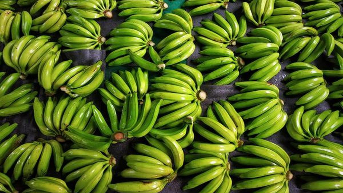 Export of ‘nendran’ bananas from Kerala on the rise The Hindu
