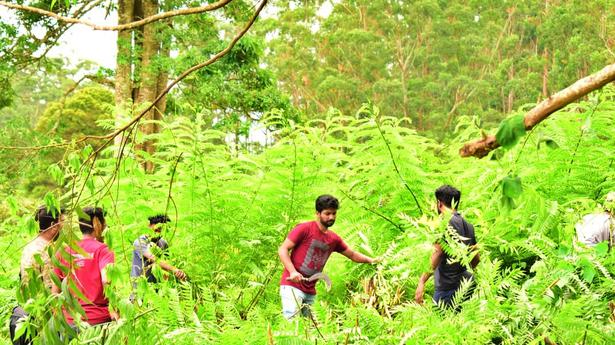 Vulture Watch to conserve vulture population in Kerala