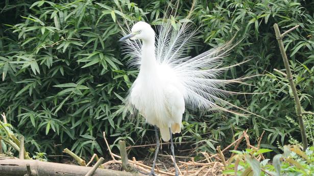 Flash floods, extreme rainfall hit Panamaram heronry hard