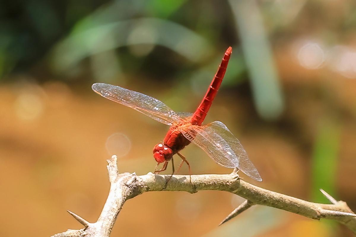 Ice Age's winged relic rediscovered in Western Ghats - The Hindu