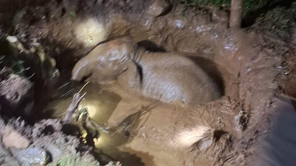 Elephant calf that fell into well in Kerala rescued