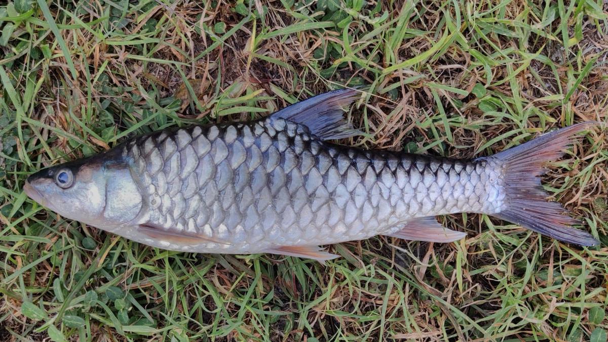 First-ever multi-taxon global freshwater fauna assessment identifies Western Ghats as a hotspot of threatened species