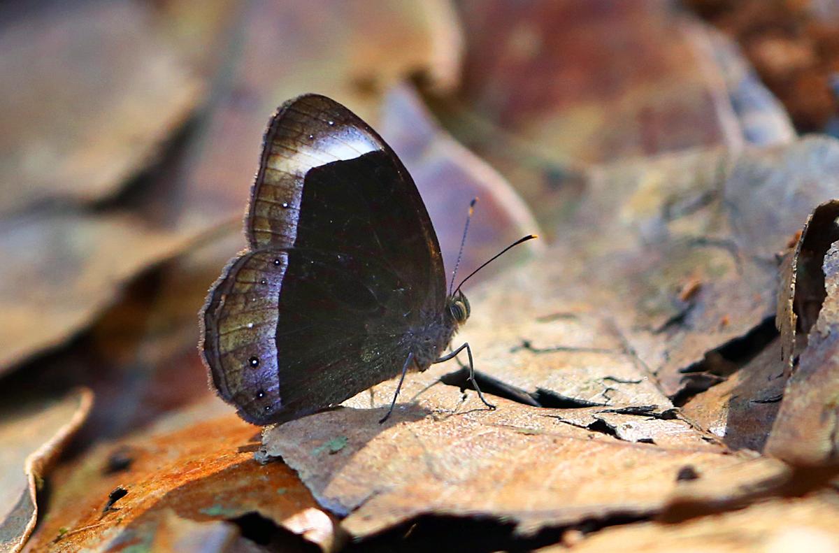 White-Bar BushBrown White-Bar BushBrown