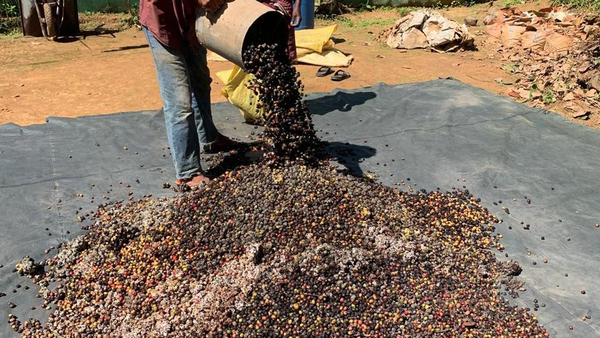 Record prices bring joy to coffee farmers