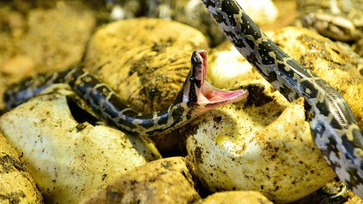 22 python eggs hatch in incubator - The Hindu