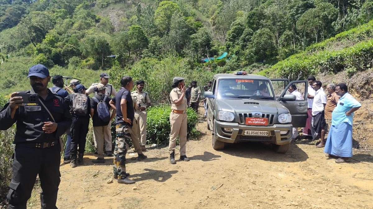 Forest department sets up cages to recapture tiger that strayed into human habitation