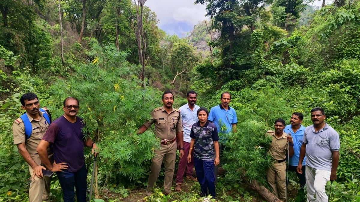 Ganja plantation destroyed in Attappady