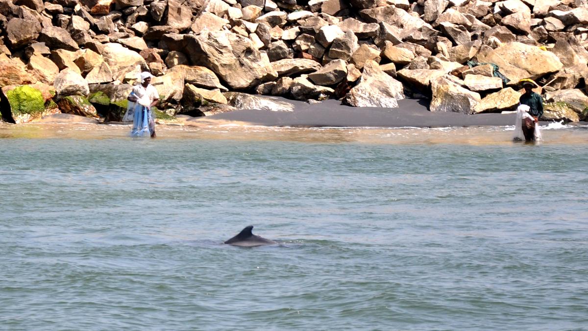University of Kerala inks agreement for international project to study cooperative behavior between dolphins and humans