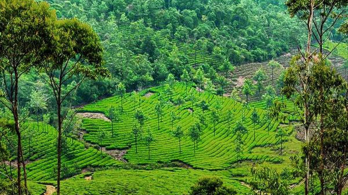 Idukki tea estates taking organic route - The Hindu