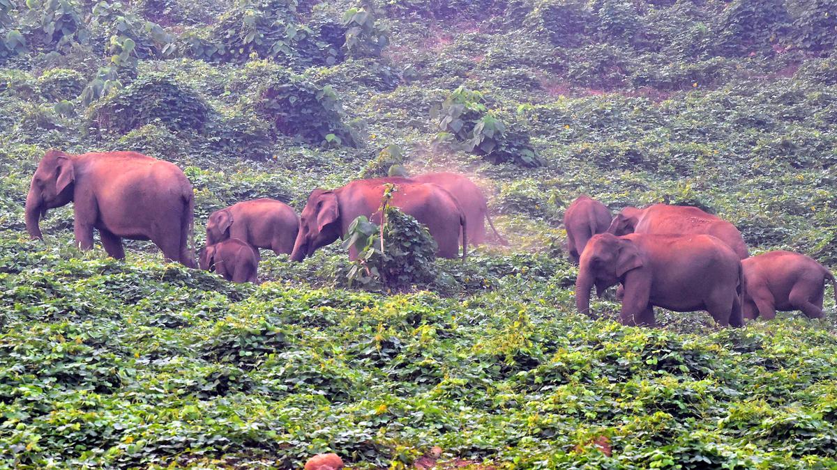 Kerala's Tribal Chieftain Faces Elephant Attack