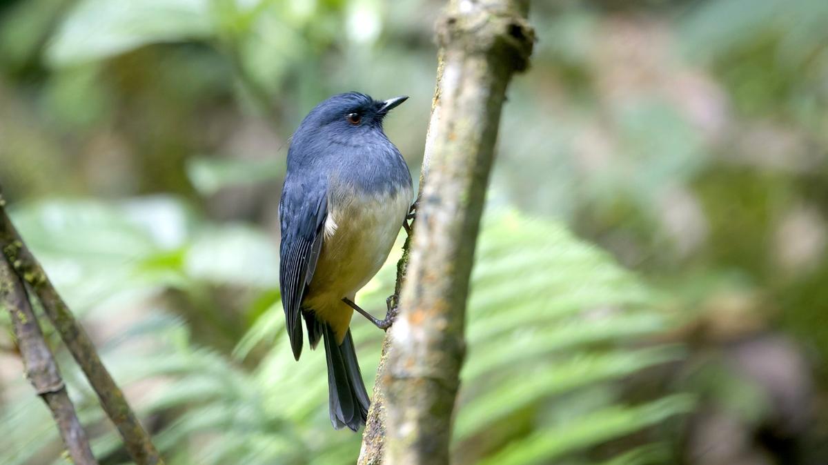 Nilgiri blue robin