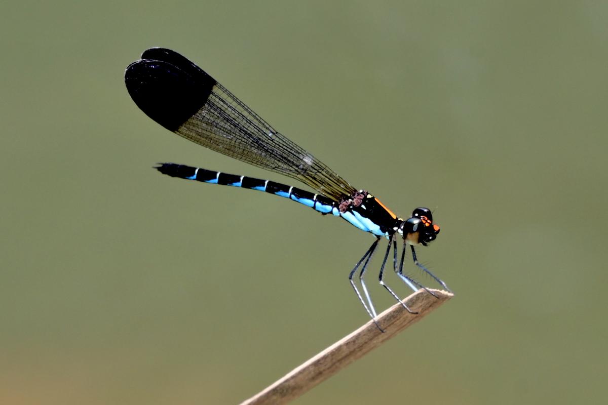 Calocypha laidlawi (Myristica sapphire) Calocypha laidlawi (Myristica sapphire)