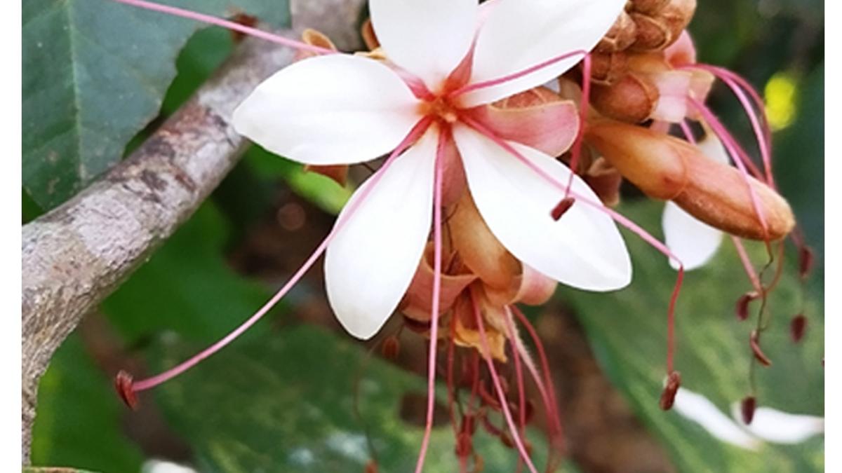 JNTBGRI scientists discover rare new tree species in Kerala; named in honour of Prof. G.M. Nair