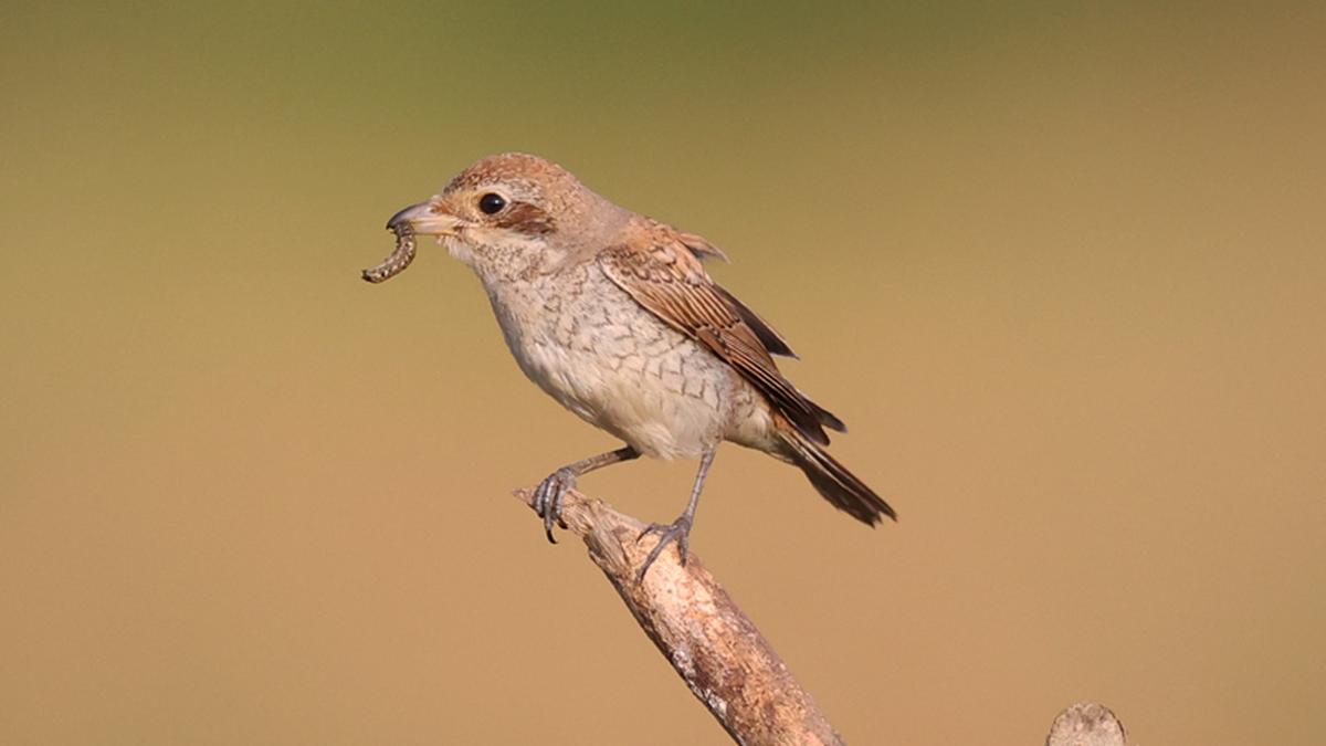 From Mangolia to Malabar: rare Isabelline shrike sighted in Kannur