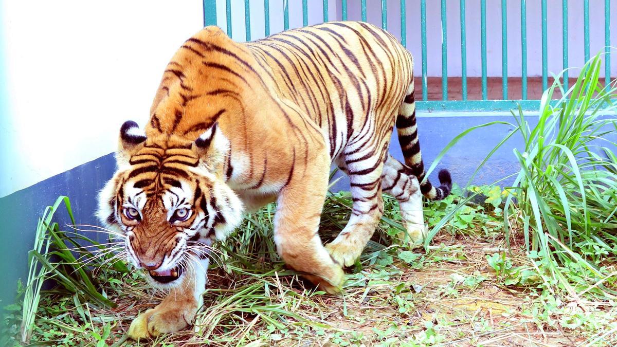 Efforts on to tranquillize roaming tiger in Wayanad village