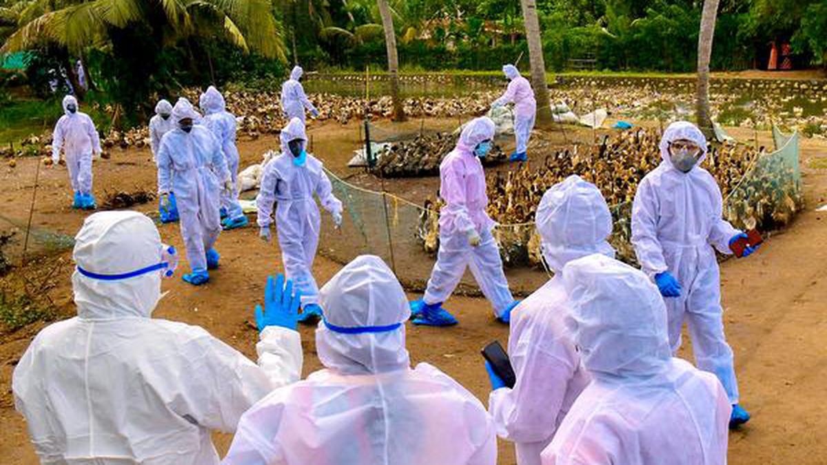 Kerala bird flu outbreak Flu among the feathers The Hindu