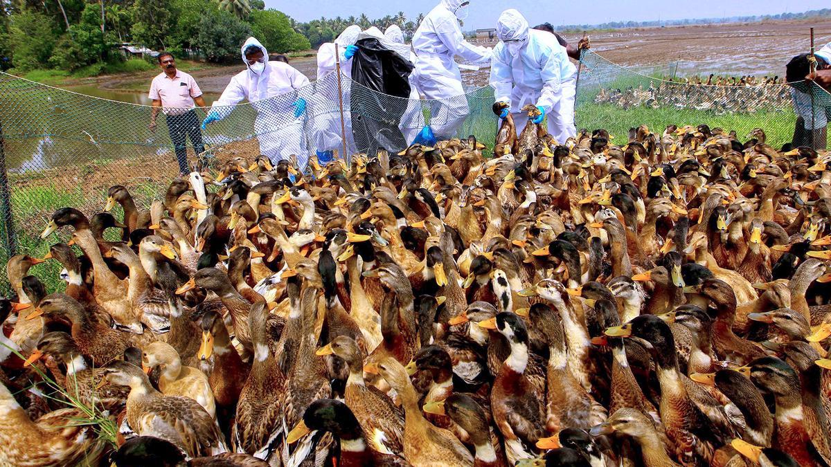 Bird flu outbreak confirmed in Kerala’s Alappuzha and Kottayam districts