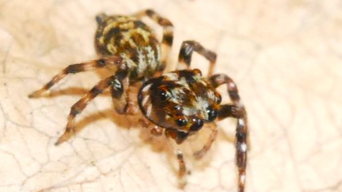 Two new species of jumping spiders discovered in Western Ghats