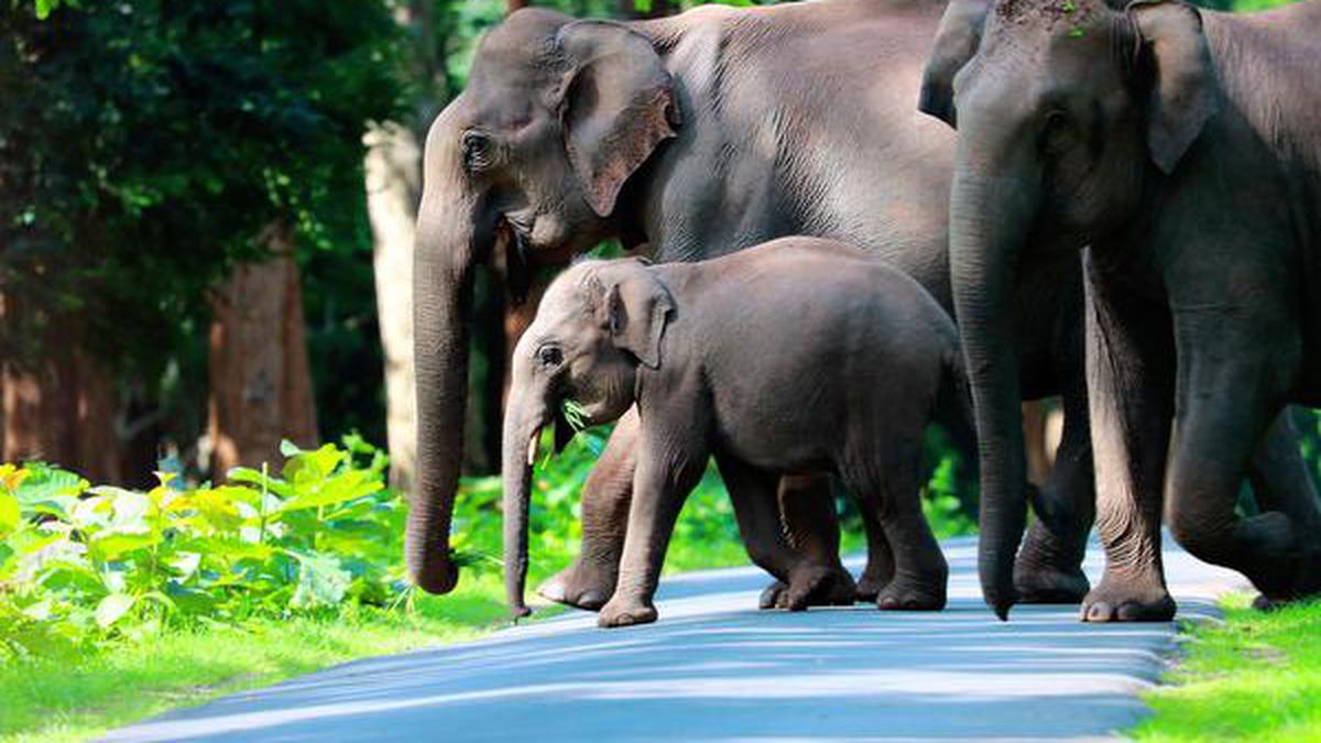The wild ones at the doorstep: tackling human-wildlife conflict in Kerala -  The Hindu